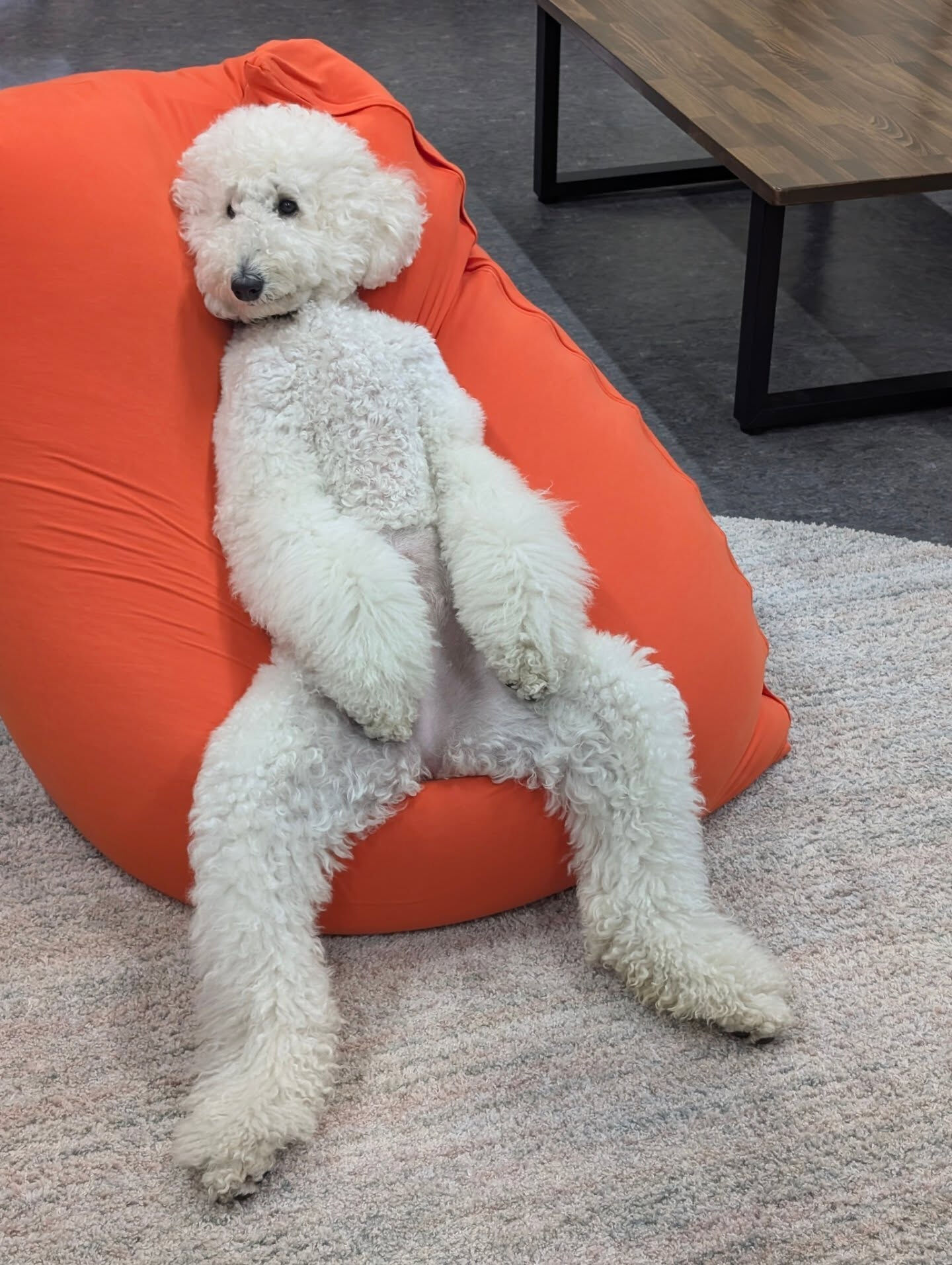 当社の看板犬🐩【める】の日常📸✨