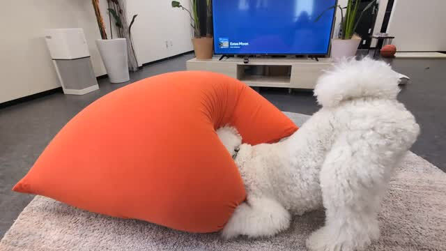 【今日の🐾める】